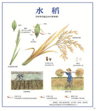 Load image into Gallery viewer, 大自然的珍贵礼物 The precious gift of nature