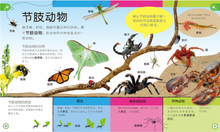 Load image into Gallery viewer, 儿童幼儿认知百科全书科(全3册) My Encyclopedia of Very Important Things/Animals/Dinosaurs (Set of 3)