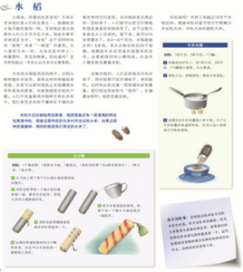 大自然的珍贵礼物 The precious gift of nature