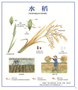 大自然的珍贵礼物 The precious gift of nature