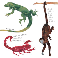 Load image into Gallery viewer, *New Stocks In* 这样的尾巴可以做什么 What Do You Do With a Tail Like This?
