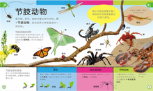Load image into Gallery viewer, 儿童幼儿认知百科全书科(全3册) My Encyclopedia of Very Important Things/Animals/Dinosaurs (Set of 3)
