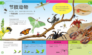 儿童幼儿认知百科全书科(全3册) My Encyclopedia of Very Important Things/Animals/Dinosaurs (Set of 3)