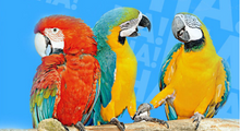 Load image into Gallery viewer, 美国国家地理趣味小百科 中英文双语读物（套装共6册) National Geographic Fun Encyclopedia Chinese and English bilingual books (set of 6 volumes)
