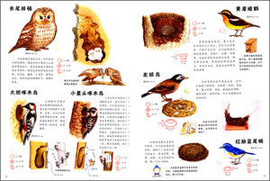 自然科学系列绘本（全3册）Natural Science Picture Books (Set of 3)