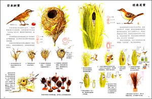 自然科学系列绘本（全3册）Natural Science Picture Books (Set of 3)